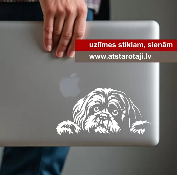 White Shih Tzu window and car sticker m01